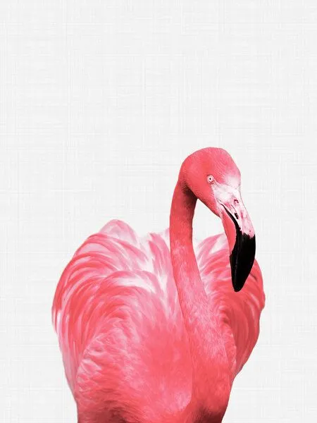 Photocircle Photocircle Poster / Leinwandbild - Flamingo – Produktbild 1 von 4