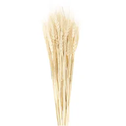 Rico Design Rico Design Getrockneter Weizen natur 60-70cm 50 Stück – Produktbild 1 von 1