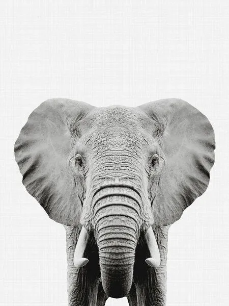Photocircle Photocircle Poster / Leinwandbild - Elephant (Black and White) – Produktbild 1 von 4