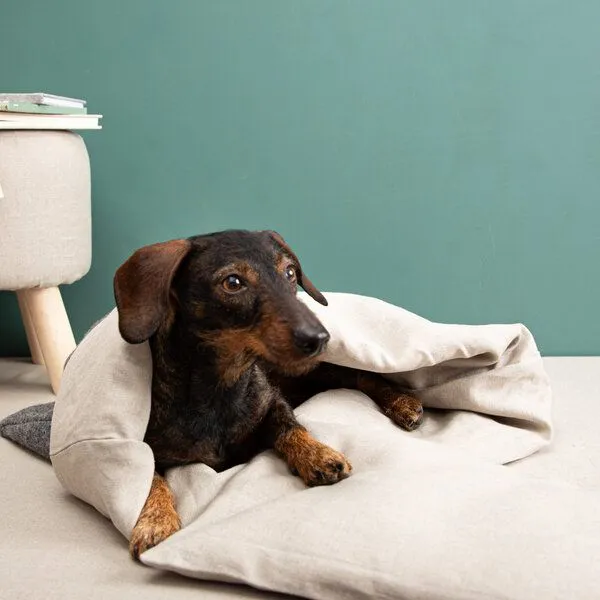 nahtur-design nahtur-design Komfortkissen für den Kuschelsack für Hunde | 100% Schurwolle – Produktbild 7 von 8