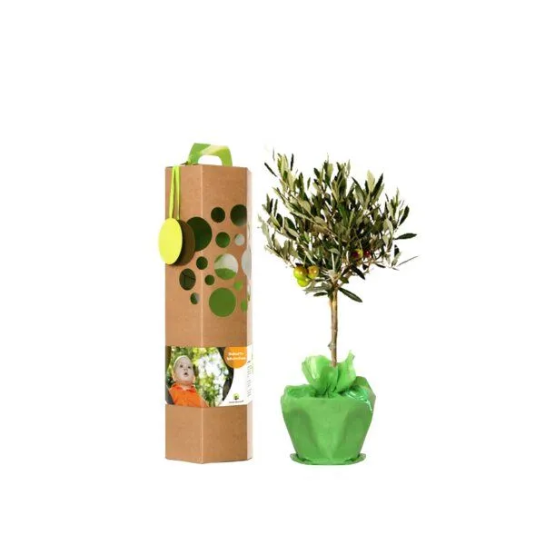 SchenkeinBäumchen SchenkeinBäumchen Geburtsbaum inkl. Bärchen – Produktbild 2 von 6