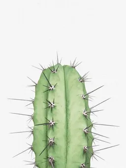 Photocircle Photocircle Poster / Leinwandbild - Cactus 2 – Produktbild 1 von 1