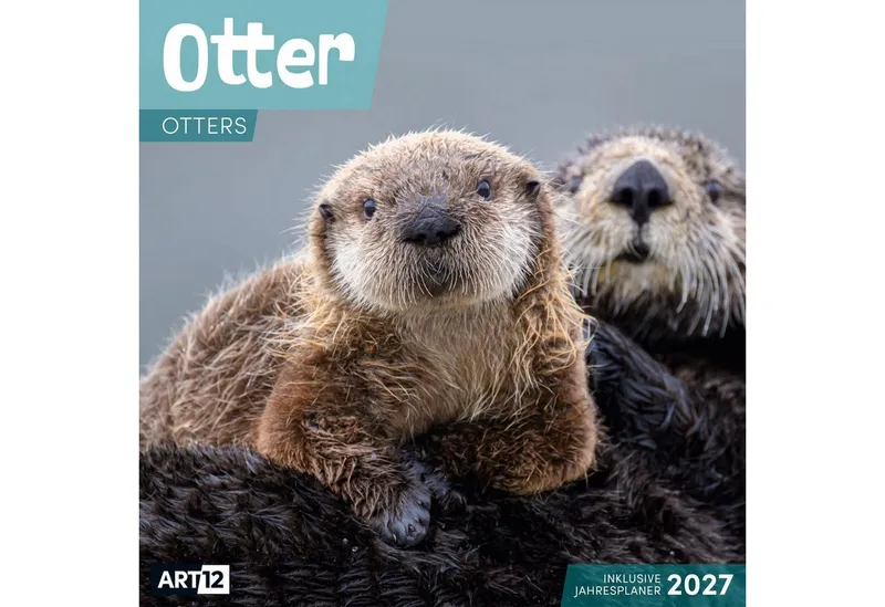 Ackermann Wandkalender Otter Kalender 2027 - 30x30 - Art12 – Produktbild 1 von 2