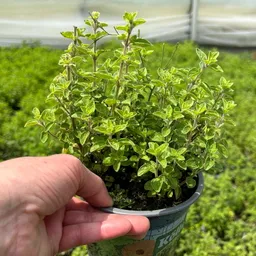 Kölle Bio Kölle Bio Bio Oregano 'Supreme', Topf-Ø 12 cm – Produktbild 1 von 1