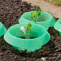 Andermatt Biogarten Andermatt Biogarten SchneckenStopp PP – Set à 12 Stück – wiederverwendbarer Schneckenkragen aus recyceltem Kunststoff zur Anwendung im Garten und auf dem Balkon, Grün, – Produktbild 1 von 1