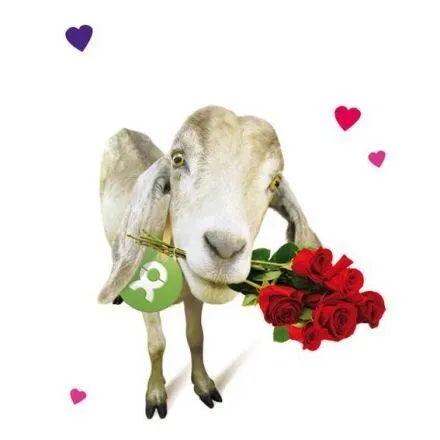 OxfamUnverpackt OxfamUnverpackt Spenden-Geschenk "Ziege" (Grußkarte zum Liebe zeigen mit Magnet) – Produktbild 2 von 2