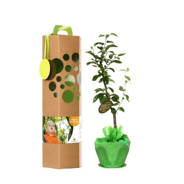 SchenkeinBäumchen SchenkeinBäumchen Geburtsbaum inkl. Bärchen – Produktbild 3 von 6