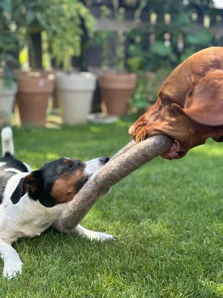 Wooliie Wooliie Hunde-Spielset aus 100 % naturbelassener Schurwolle (3er-Bundle) – Braided Rope & Ring – Produktbild 4 von 4