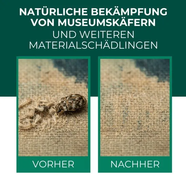Silberkraft Silberkraft Lagerpiraten gegen Museumskäfer / Kabinettkäfer (Raubwanze Xylocoris Xylocoris flavipes) – Produktbild 2 von 4