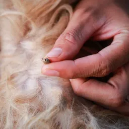 Silberkraft Silberkraft Milbenspray für Hunde – Produktbild 1 von 1