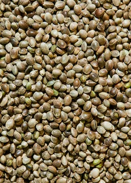 KoRo Ungeschälte Bio Hanfsamen 1 kg – Produktbild 1 von 1