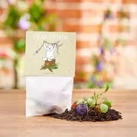 Die Stadtgärtner Die Stadtgärtner 10x5 Blumenmurmeln im Tütchen "Osterhase" I Ostergeschenk für Kinder I Kleinigkeit zu Ostern I Geschenk zu Ostern I Kleine Geschenk für Osternest oder Osterkörbchen – Produktbild 1 von 1
