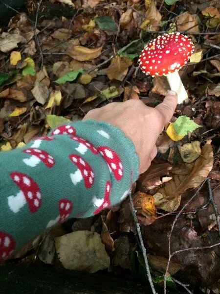 Fräulein Prusselise Fräulein Prusselise Stulpen Pilze grün, rot, bunt gemustert, Beinlinge Armlinge – Produktbild 4 von 4