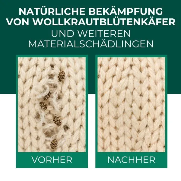 Silberkraft Silberkraft Lagerpiraten gegen Wollkrautblütenkäfer (Raubwanze Xylocoris Xylocoris flavipes) – Produktbild 2 von 4