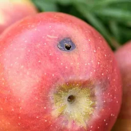 Andermatt Biogarten Andermatt Biogarten Madex Apfelwicklerfrei – biologisches Pflanzenschutzmittel gegen Apfelwickler – Produktbild 1 von 1
