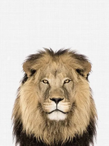 Photocircle Photocircle Poster / Leinwandbild - Lion – Produktbild 1 von 4
