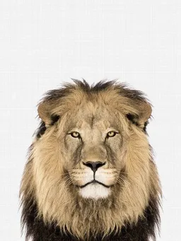 Photocircle Photocircle Poster / Leinwandbild - Lion – Produktbild 1 von 1