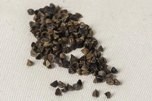 Oasia Manufaktur Oasia Manufaktur Meditationskissen, rund, Bordeauxrot, – Produktbild 5 von 5