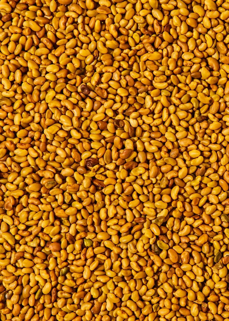 KoRo Bio Alfalfa Samen 1 kg – Produktbild 3 von 5