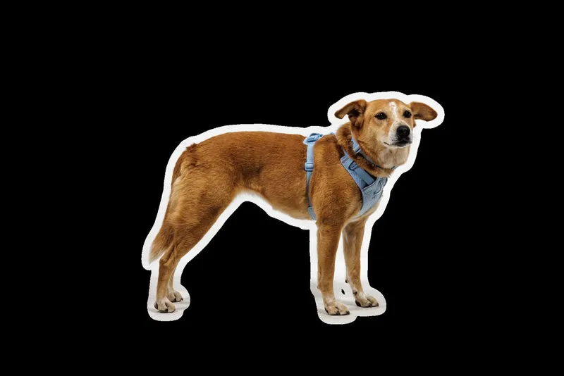 Ruffwear Ruffwear Hunde-Geschirr Front Range Flex Harness, Blau, – Produktbild 1 von 5