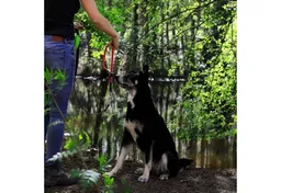 Lionto Lionto Hundehalsband, Retrieverhalsband M – Produktbild 1 von 1