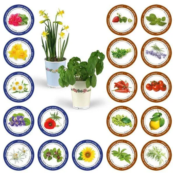 MacFlowers MacFlowers Blumen im Becher TO GROW Küchenpflanzen und Geschenk Set Italia – Produktbild 3 von 3