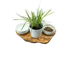Olivenholz erleben Olivenholz erleben Futterstation RUSTY aus Olivenholz mit 2 x 0,4 Liter Porzellanschale plus Topf für Katzengras – Produktbild 1 von 1