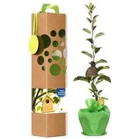 SchenkeinBäumchen SchenkeinBäumchen Happy New Home Baum – Produktbild 1 von 1