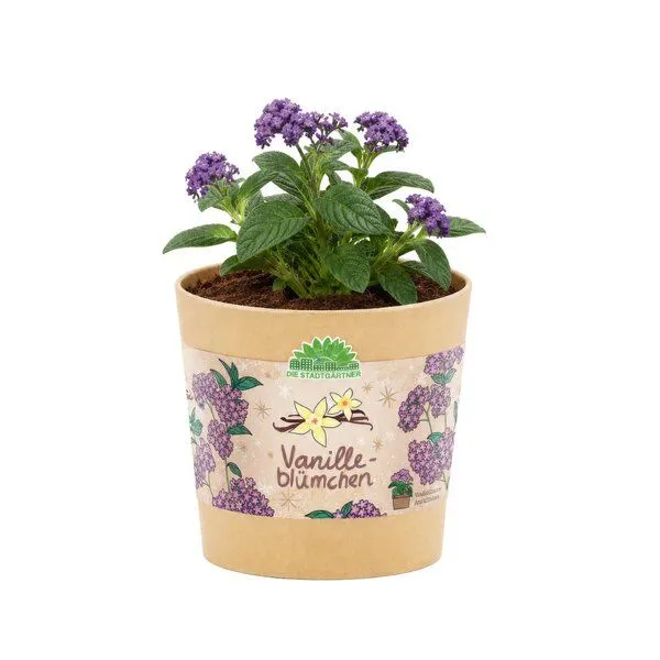 Die Stadtgärtner Die Stadtgärtner Vanilleblume aus dem Becher I Geschenk & Kleinigkeit zu Weihnachten I Weihnachtsgeschenk Frau, Mama, Oma – Produktbild 2 von 4