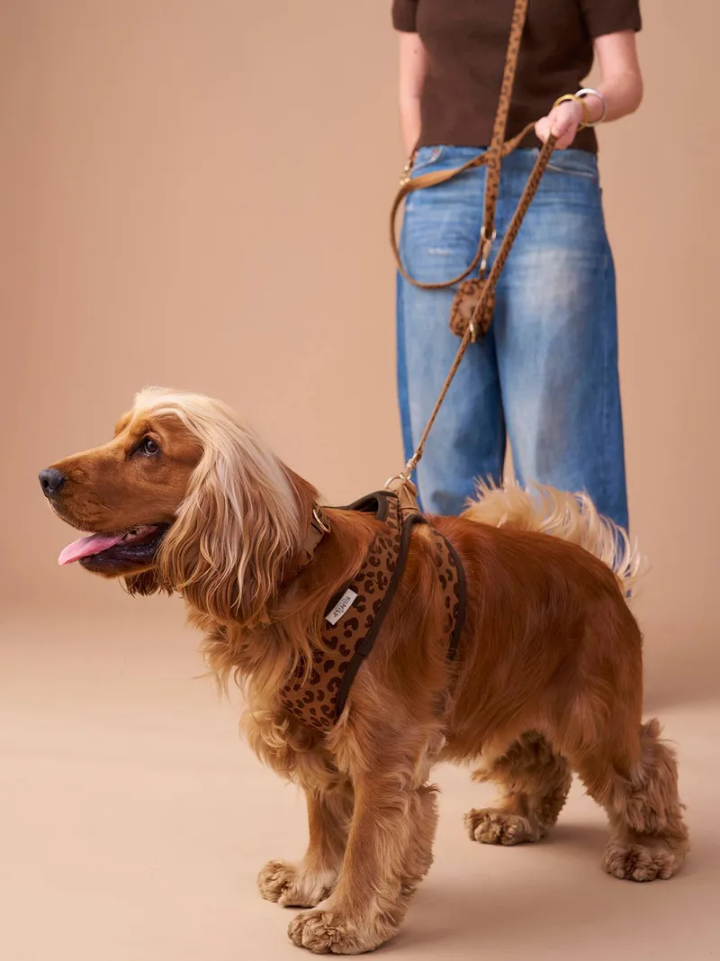 Vertbaudet 4-teiliges Gassi-Set für Hunde mit Hundegeschirr, Kaffee, – Produktbild 2 von 4